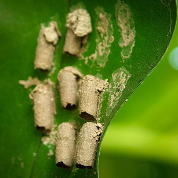 Closeup insect nests made of soil