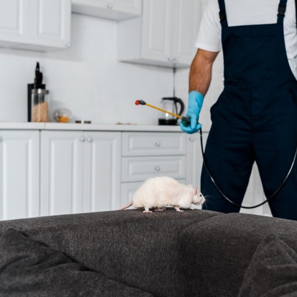 selective focus of rat running on grey sofa near exterminator standing with equipment