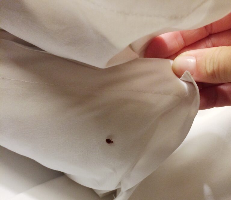 Bed bug under the blanket