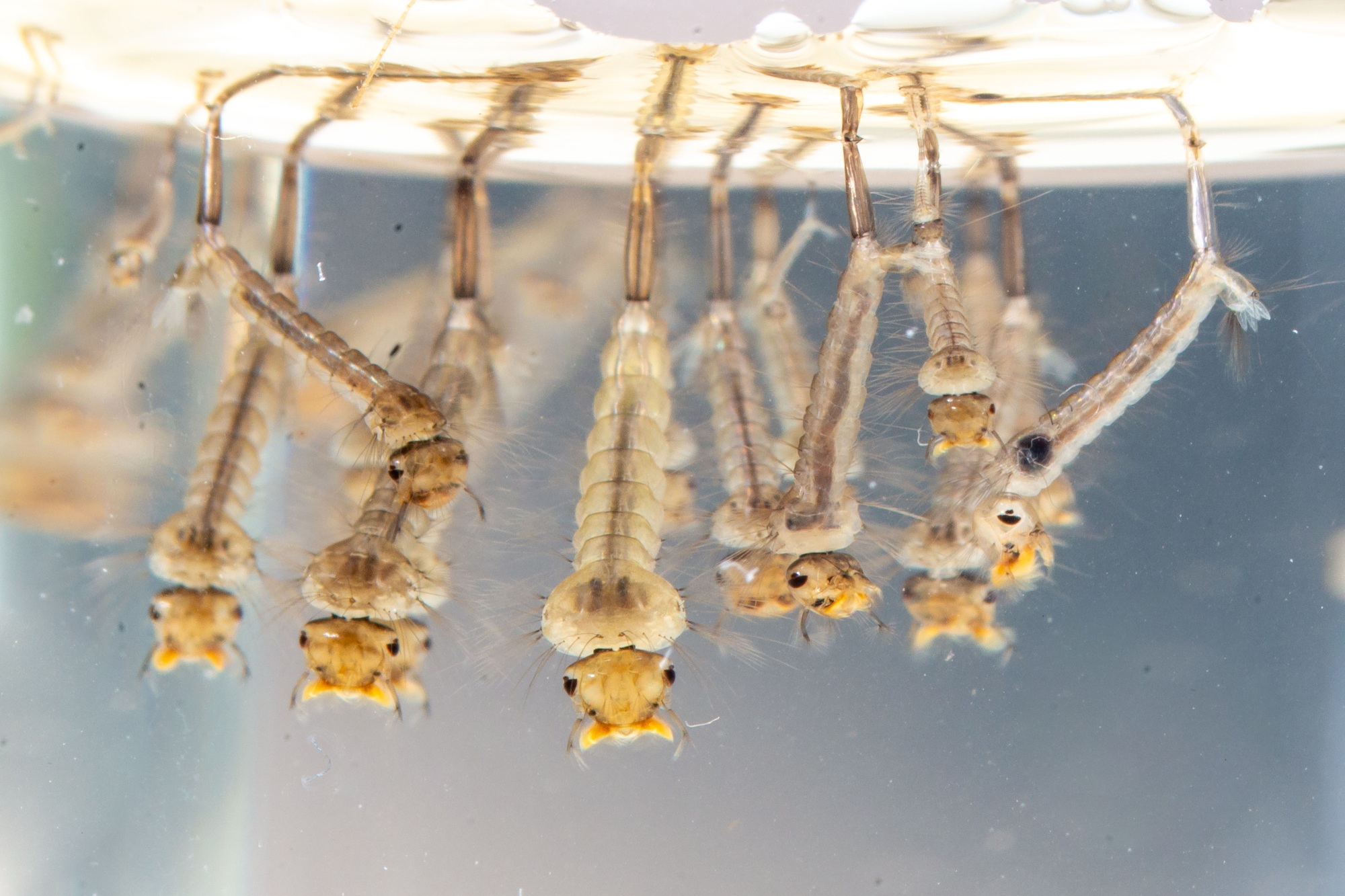 Common house mosquito larvae in water alive, Culex pipiens