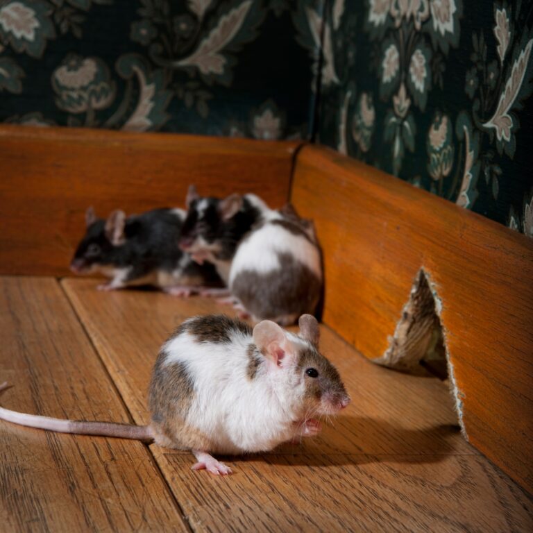 group of mice walking in a luxury old-fashioned room